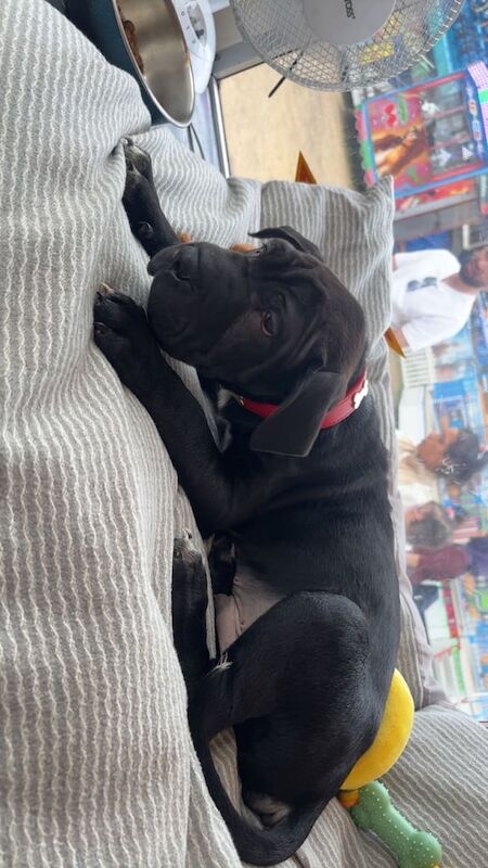 Cane Corso puppies for sale in Erdington, West Midlands – 3 months old - Image 3 of 3