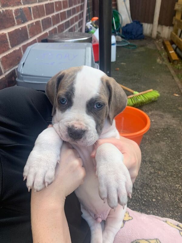Cane Corso puppies for sale in Newcastle-under-Lyme, Staffordshire – 8 weeks old