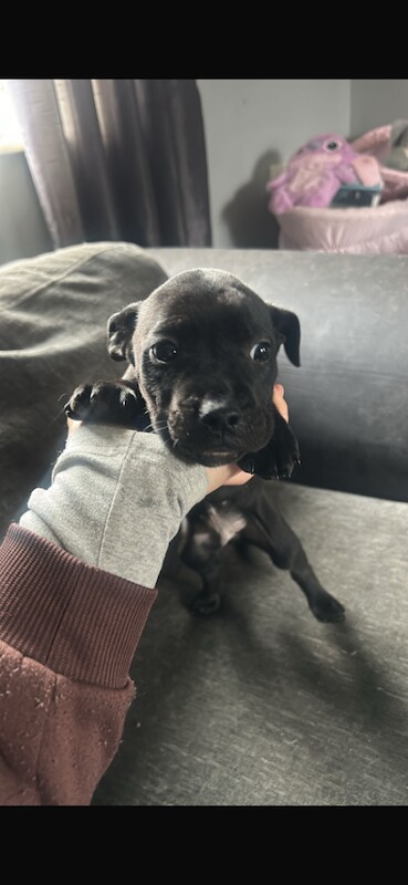 Cane corso x staffy pup