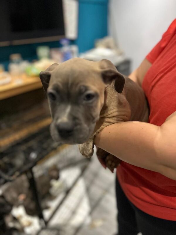 Cane Corso puppies for sale in Hatfield, South Yorkshire – 9 weeks old