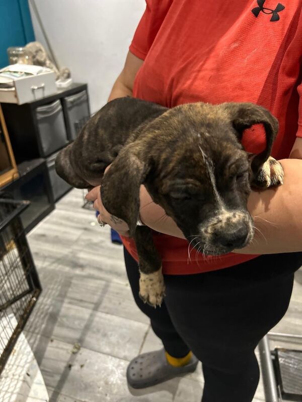 Cane Corso puppies for sale in Hatfield, South Yorkshire – 9 weeks old - Image 2 of 3