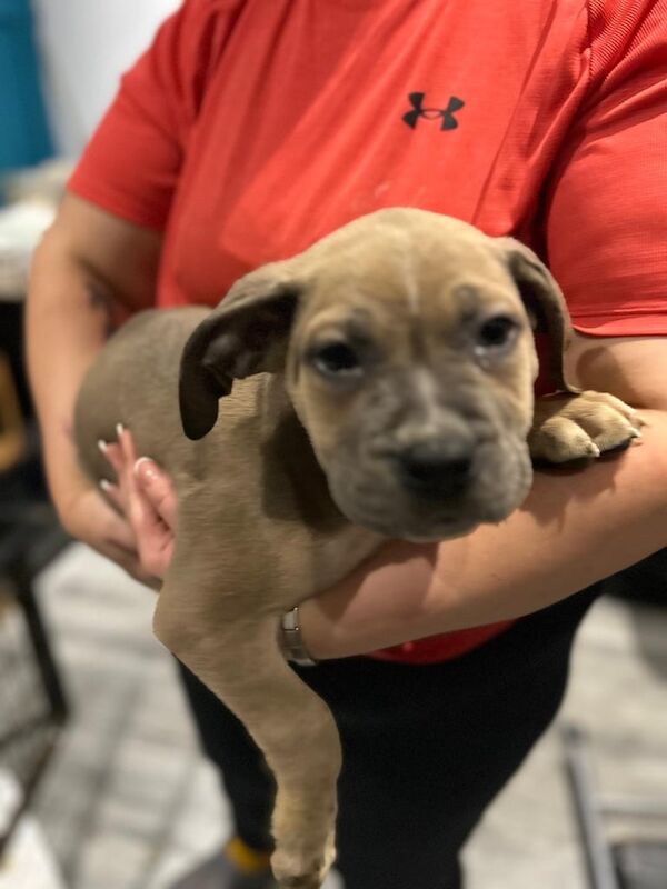 Cane Corso puppies for sale in Hatfield, South Yorkshire – 9 weeks old - Image 3 of 3