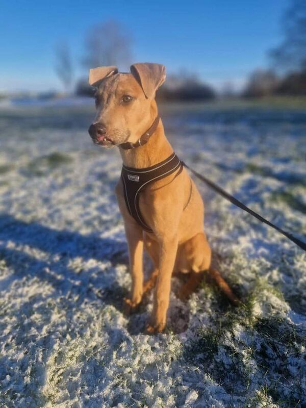 Cane corsoe cross whippet