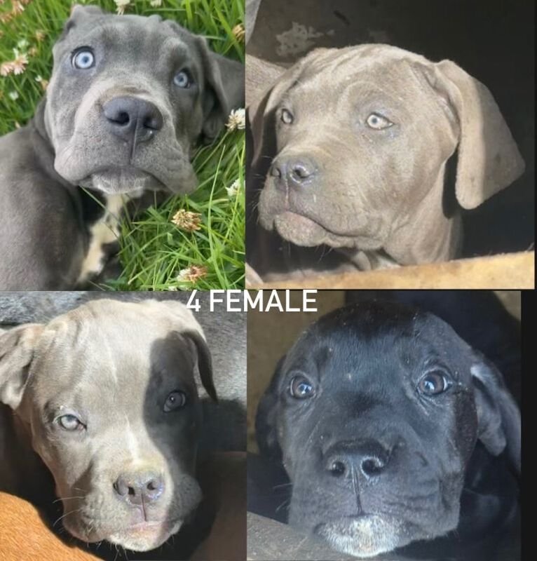 CANE CORSOS 4 female, 1 male left!