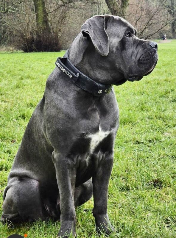 Cane Corsos beautiful Puppies