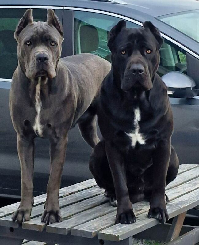 Cane corsos puppies