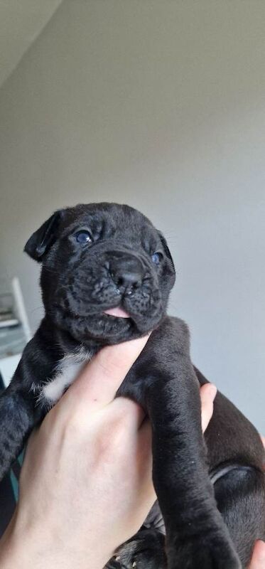 Cane corsos puppies - Image 2 of 3