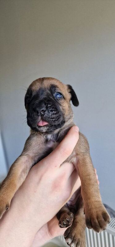 Cane corsos puppies - Image 3 of 3