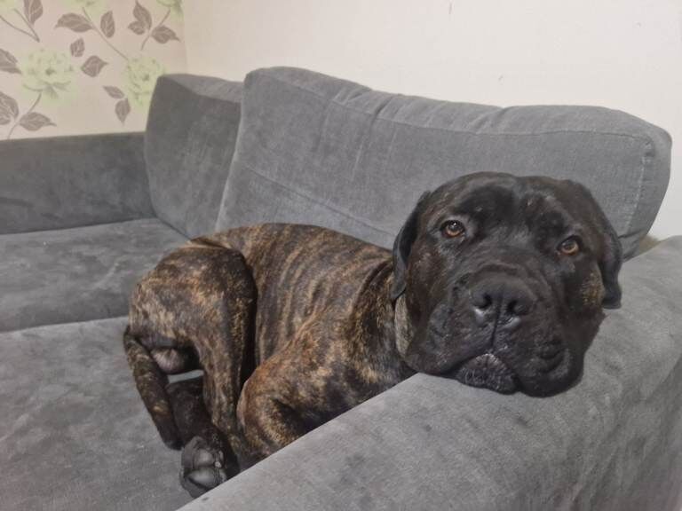Cane Corso puppies for sale in King's Heath, West Midlands – 2 years old