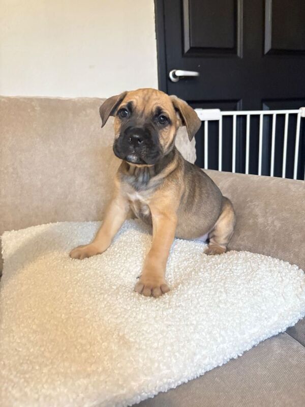 Cane Corso puppies for sale in Chatteris, Cambridgeshire – 11 weeks old