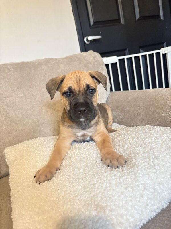 Cane Corso puppies for sale in Chatteris, Cambridgeshire – 11 weeks old - Image 2 of 6