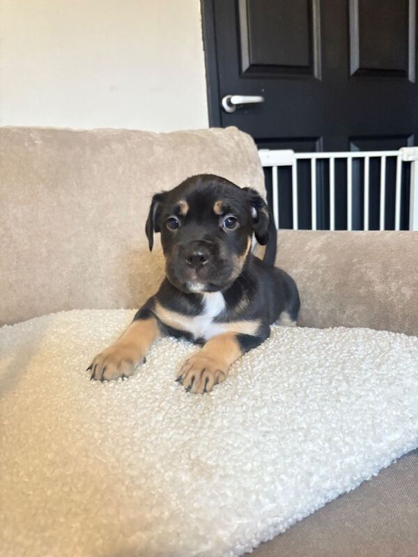 Cane Corso puppies for sale in Chatteris, Cambridgeshire – 11 weeks old - Image 4 of 6