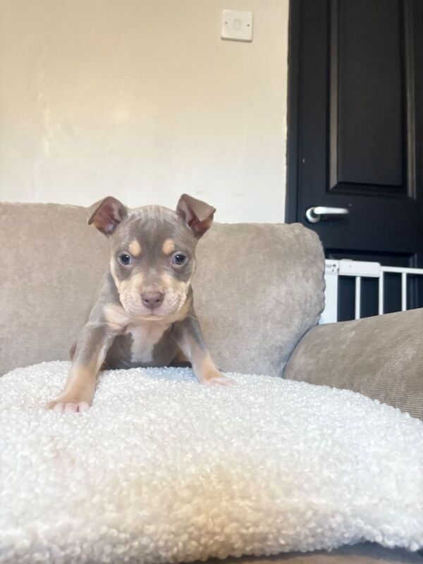 Cane Corso puppies for sale in Chatteris, Cambridgeshire – 11 weeks old - Image 5 of 6