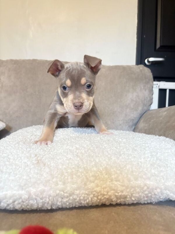 Cane Corso puppies for sale in Chatteris, Cambridgeshire – 11 weeks old - Image 6 of 6