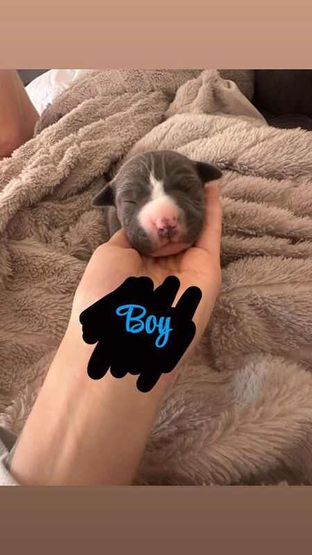 Cane Corso puppies for sale in Kingston upon Hull, East Riding of Yorkshire – 3 weeks old