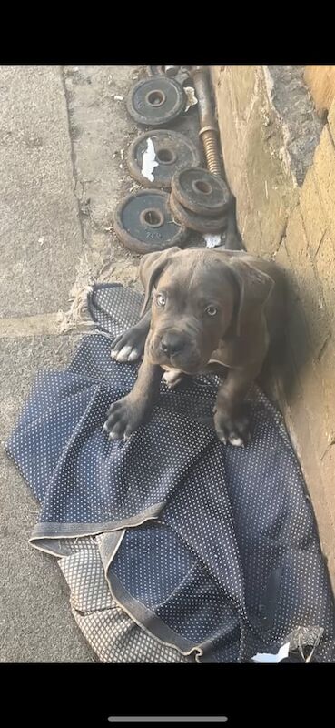 Cane Corso puppies for sale in Halifax, West Yorkshire – 10 weeks old