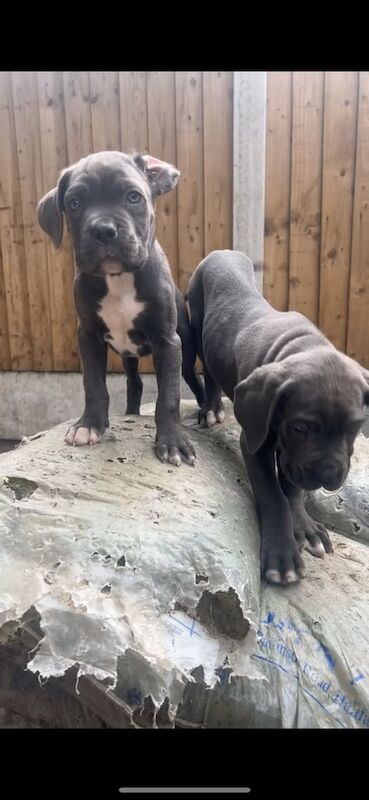 Cane Corso puppies for sale in Halifax, West Yorkshire – 10 weeks old - Image 2 of 3