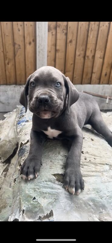 Cane Corso puppies for sale in Halifax, West Yorkshire – 10 weeks old - Image 3 of 3