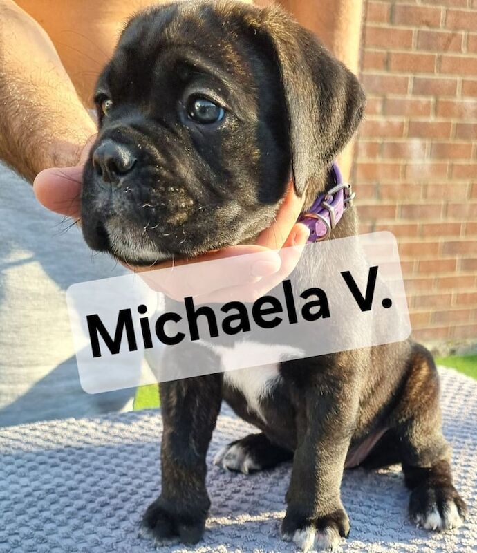 Cane Corso puppies for sale in Portsmouth, Hampshire – 6 weeks old