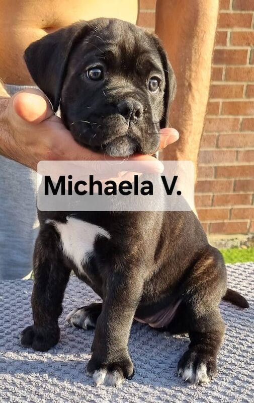 Cane Corso puppies for sale in Portsmouth, Hampshire – 6 weeks old - Image 2 of 3