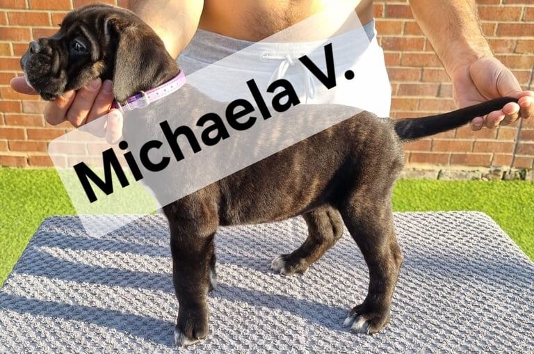 Cane Corso puppies for sale in Portsmouth, Hampshire – 6 weeks old - Image 3 of 3