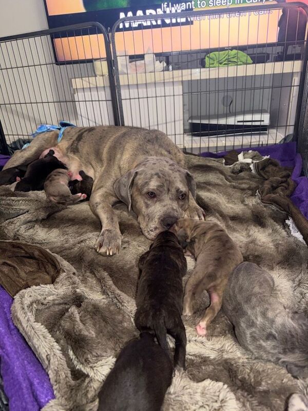 Kennel Club Registered Cane Corso Puppies For Sale