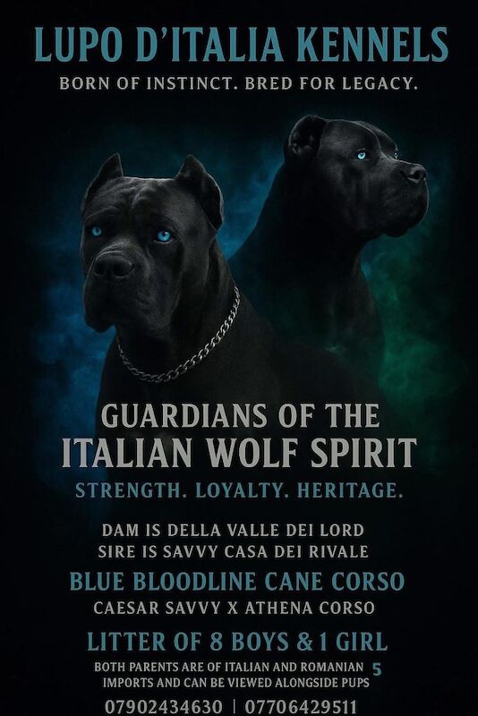 Cane Corso puppies for sale in Batley, West Yorkshire – 7 weeks old