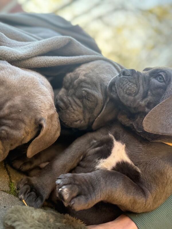 Cane Corso puppies for sale in Batley, West Yorkshire β 8 weeks old - Image 2 of 4