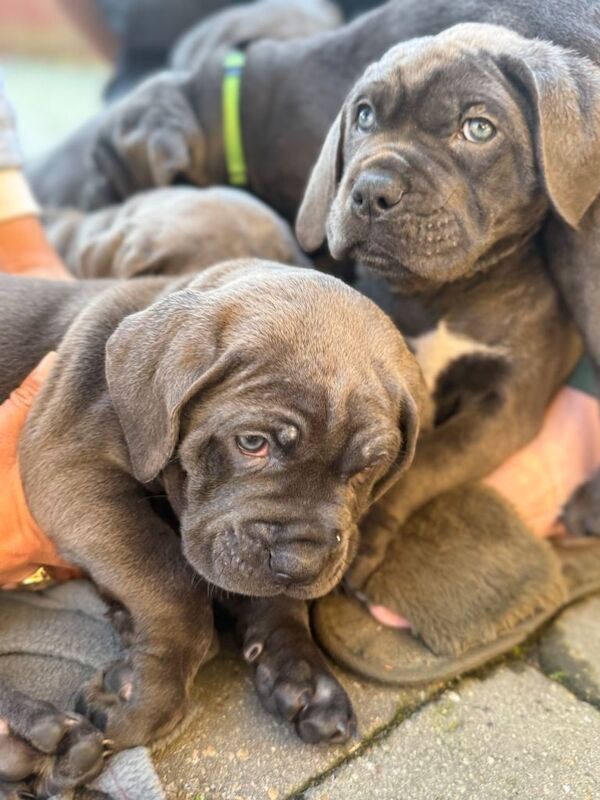 Cane Corso puppies for sale in Batley, West Yorkshire β 8 weeks old - Image 3 of 4