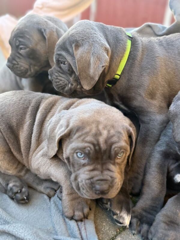 Cane Corso puppies for sale in Batley, West Yorkshire β 8 weeks old - Image 4 of 4