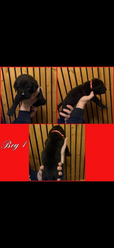 Cane Corso puppies for sale in Thurcroft, South Yorkshire – KC registered, 5 weeks old