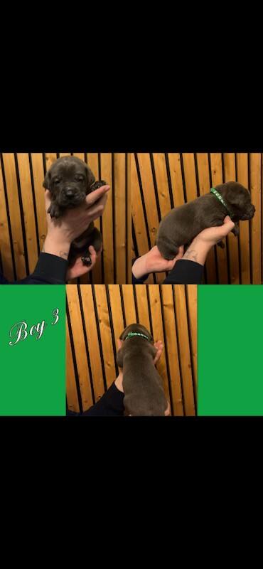 Cane Corso puppies for sale in Thurcroft, South Yorkshire – KC registered, 5 weeks old - Image 2 of 6