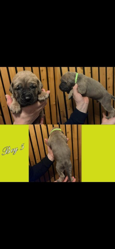 Cane Corso puppies for sale in Thurcroft, South Yorkshire – KC registered, 5 weeks old - Image 3 of 6