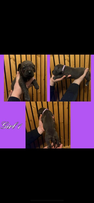Cane Corso puppies for sale in Thurcroft, South Yorkshire – KC registered, 5 weeks old - Image 4 of 6