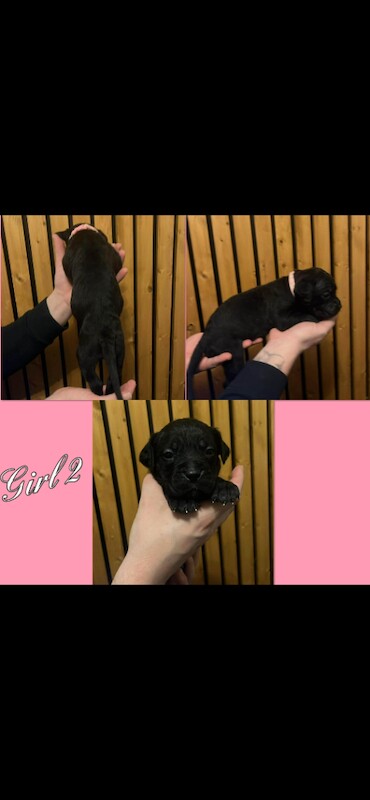 Cane Corso puppies for sale in Thurcroft, South Yorkshire – KC registered, 5 weeks old - Image 5 of 6
