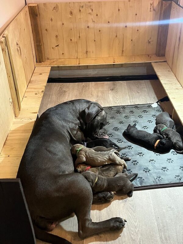Cane Corso puppies for sale in Thurcroft, South Yorkshire – KC registered, 5 weeks old - Image 6 of 6