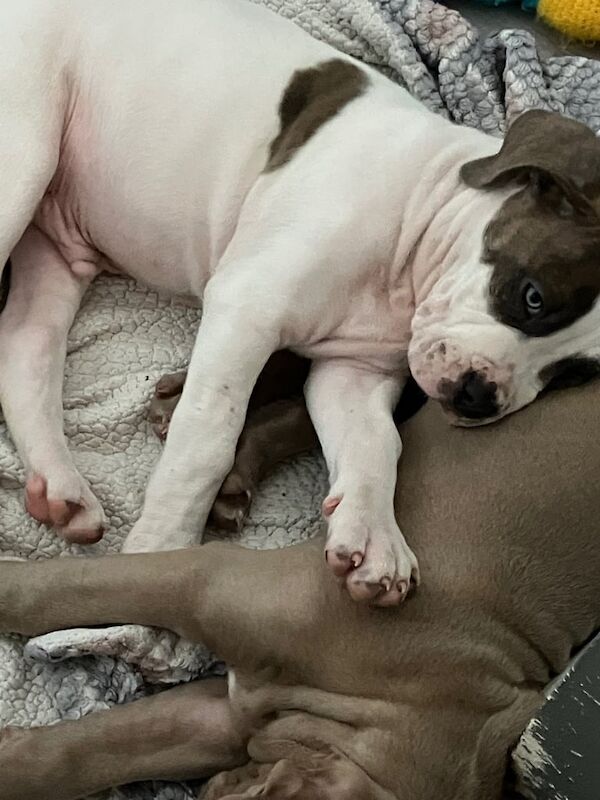 Cane Corso puppies for sale in Stoke-on-Trent, Staffordshire – 8 weeks old