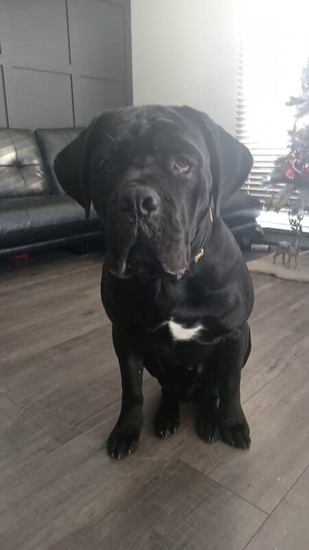 Cane Corso puppies for sale in Edinburgh, City of Edinburgh – 10 months old