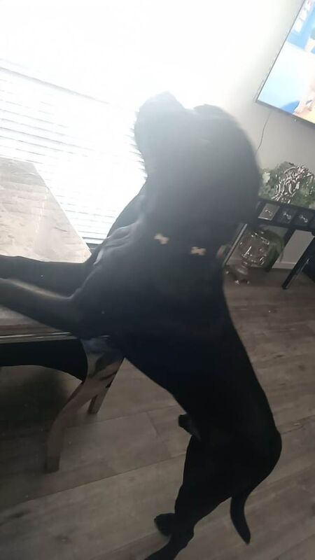 Cane Corso puppies for sale in Edinburgh, City of Edinburgh – 10 months old - Image 2 of 4