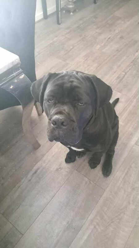 Cane Corso puppies for sale in Edinburgh, City of Edinburgh – 10 months old - Image 3 of 4