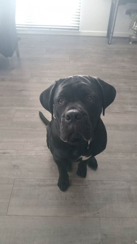 Cane Corso puppies for sale in Edinburgh, City of Edinburgh – 10 months old - Image 4 of 4