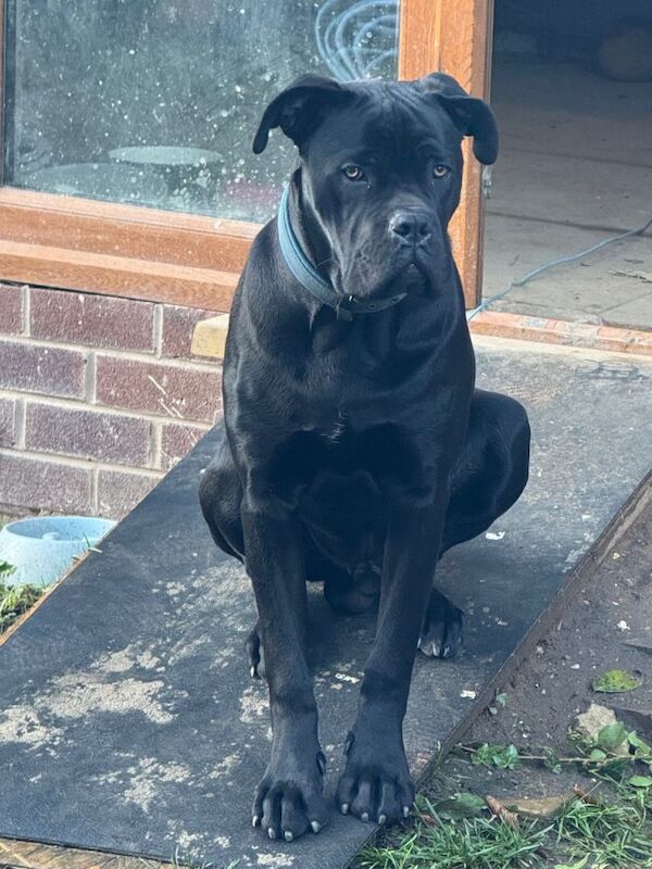 Dog - Image 2 of 4