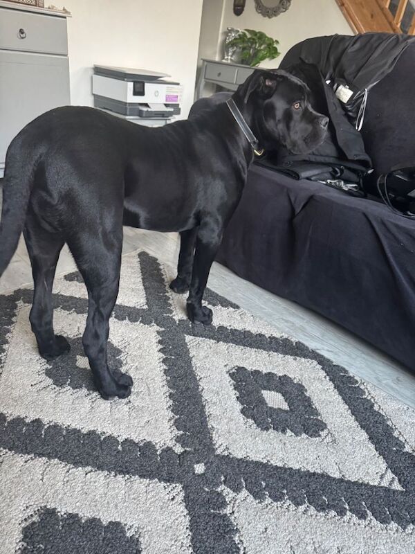 Dog - Image 3 of 4
