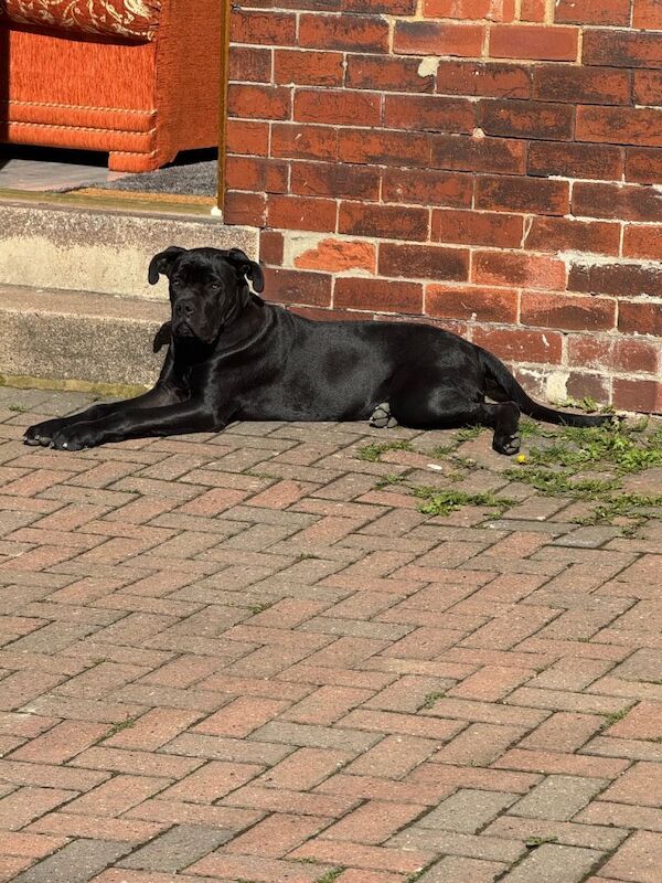 Dog - Image 4 of 4