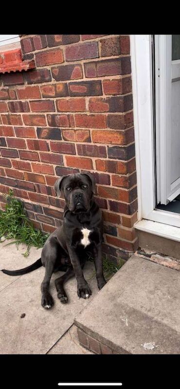 Dog