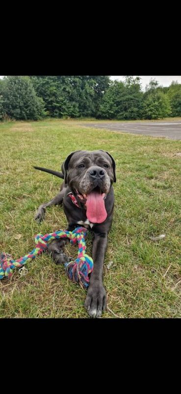 Cane Corso Puppies For Sale