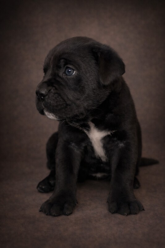 Cane Corso puppies for sale in Portsmouth, Hampshire – 5 weeks old - Image 2 of 3