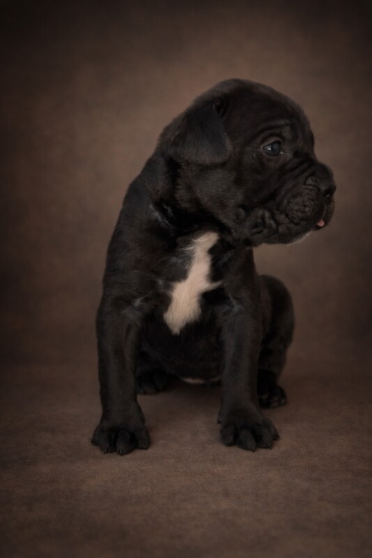 Cane Corso puppies for sale in Portsmouth, Hampshire – 5 weeks old - Image 3 of 3
