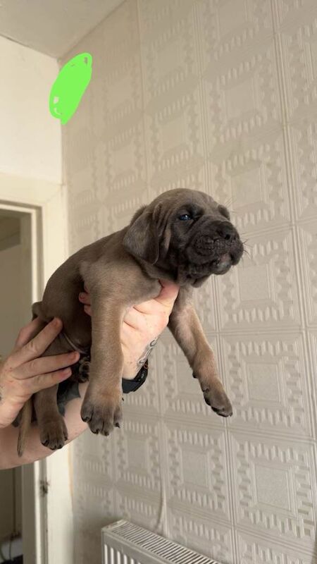 Elite Cane Corso Puppies – ABKC Registered – 4 Gen Serbian Bloodlines - Image 2 of 5