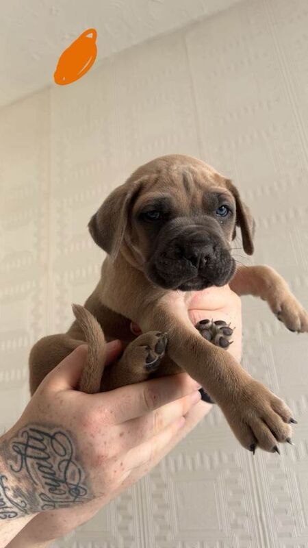 Elite Cane Corso Puppies – ABKC Registered – 4 Gen Serbian Bloodlines - Image 3 of 5